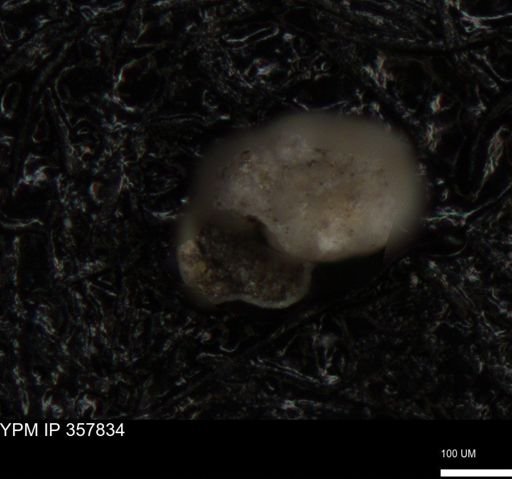 undet. Foraminiferida
