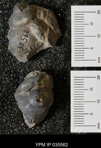 Campeloma harlowtonensis