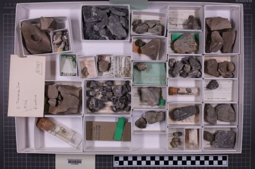 mixed taxa, stratigraphic collection