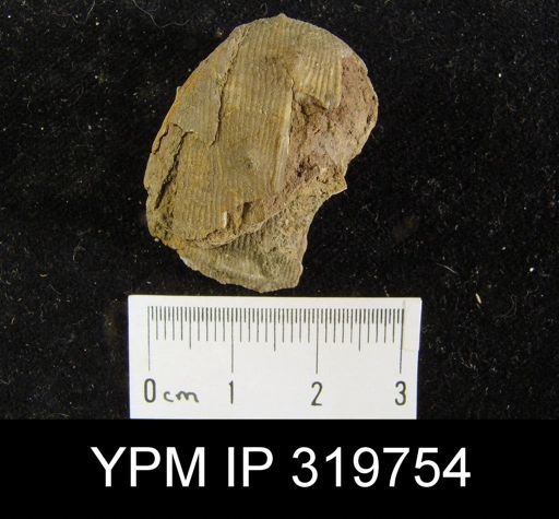 Productus cora