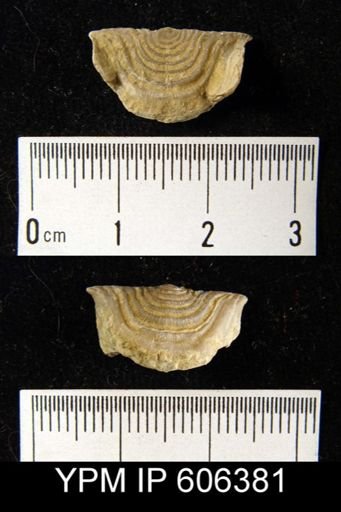 Leptaena rhomboidalis