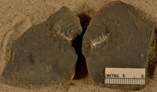 Calamites