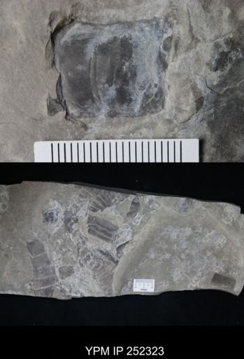 undet. Eurypterida