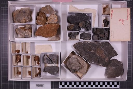 mixed taxa, stratigraphic collection