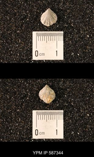 Camarotoechia whitei