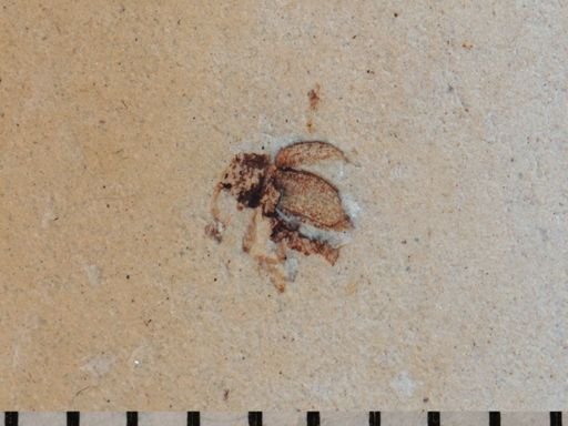 undet. Curculionidae