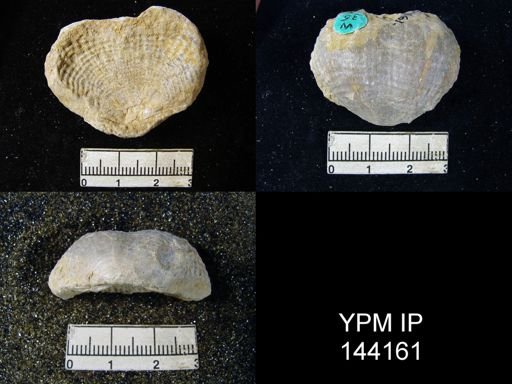 Productus (Dictyoclostus) indicus