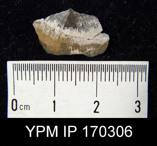 Aporthophyla aurora
