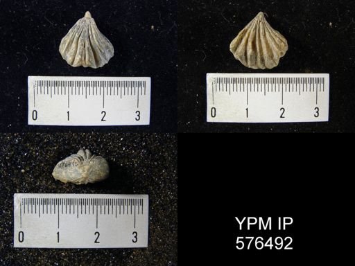 Rhynchotreta cuneata