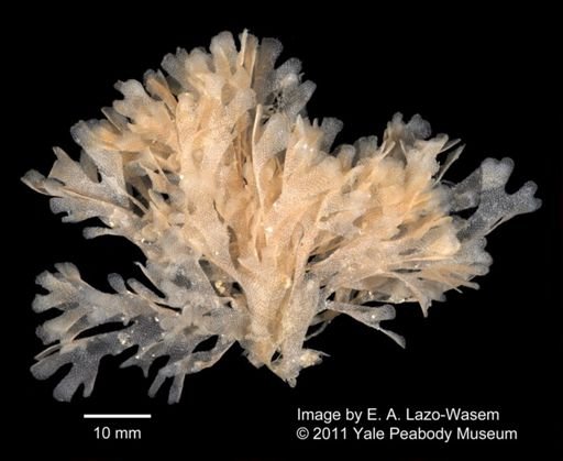 Bryozoa