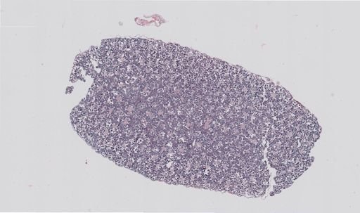Rana clamitans