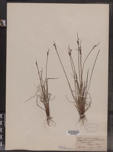 Sisyrinchium mucronatum