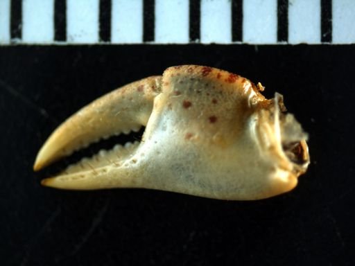 Hemigrapsus sanguineus