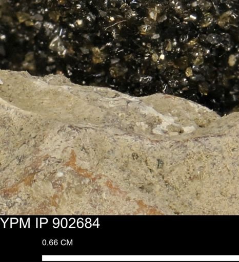 undet. Mollusca