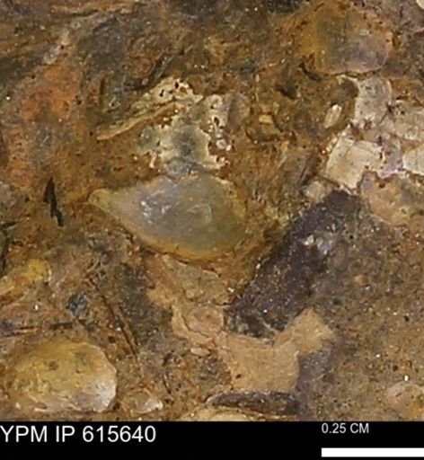 undet. Bivalvia