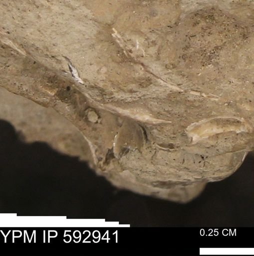 undet. Bivalvia