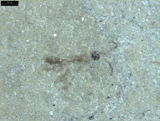 undet. Insecta