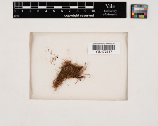 Plantae