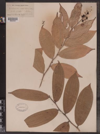 Maianthemum