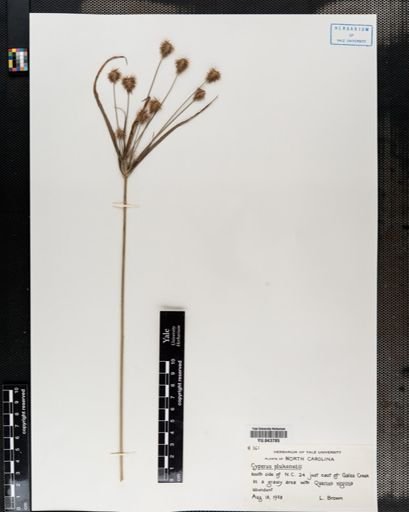 Cyperus plukenetii