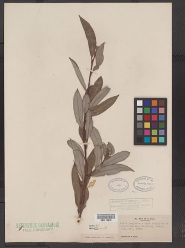 Salix purpurea