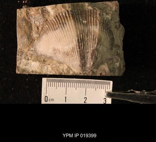 Cyrtospirifer inermis