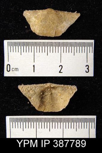 Dyoros sp.