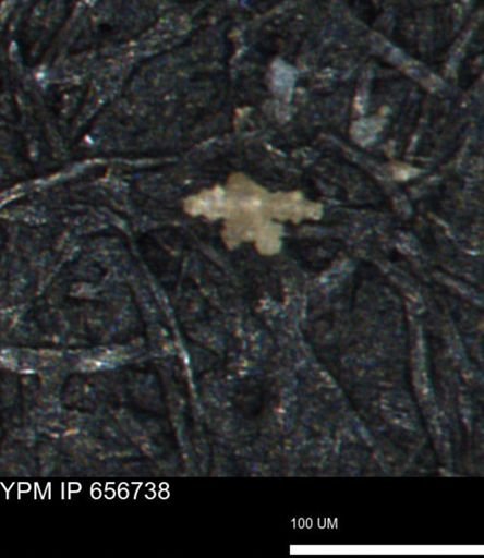 undet. Porifera