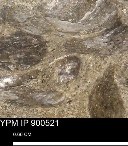 Anomia gryphorhyncha