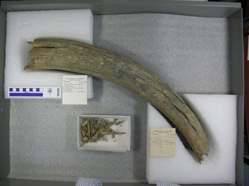 Mammuthus primigenius