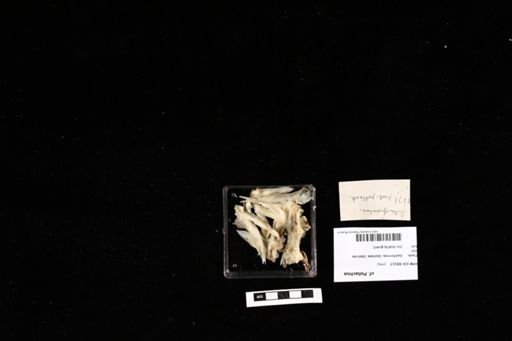 cf. Pollachius