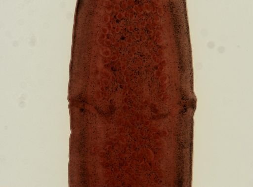 Dipylidium caninum