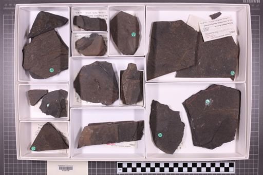 mixed taxa, stratigraphic collection