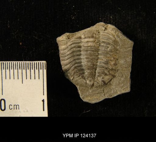 Phacops rana
