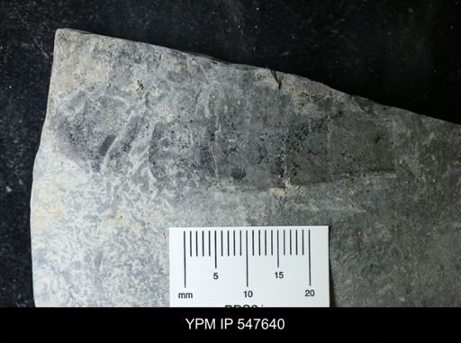 undet. Eurypterida