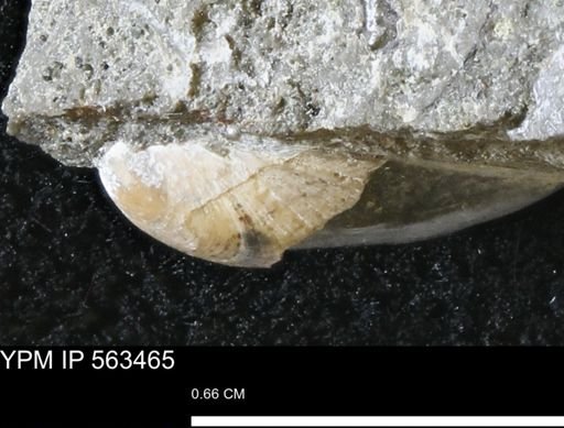 Limopsis striatopunctatus