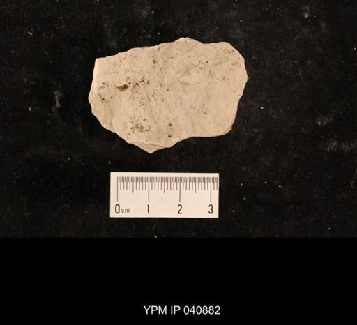 Liomopteridae