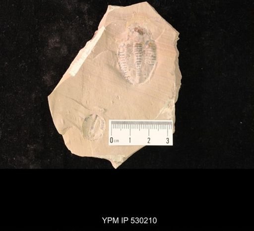 Elrathia kingi