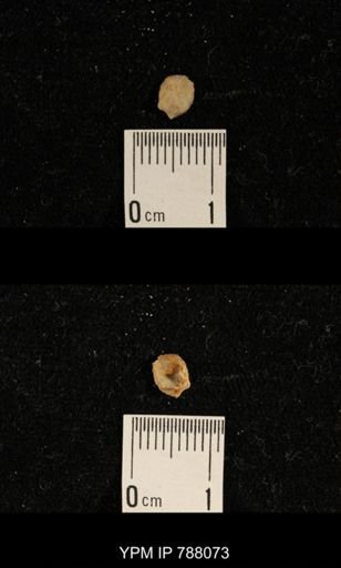 Brachiopoda