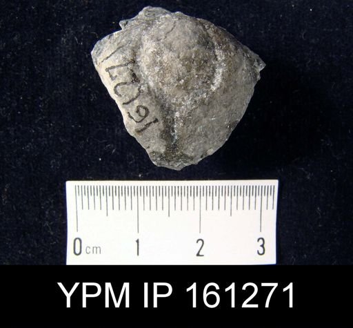 Dinobolus laurentia ellisensis