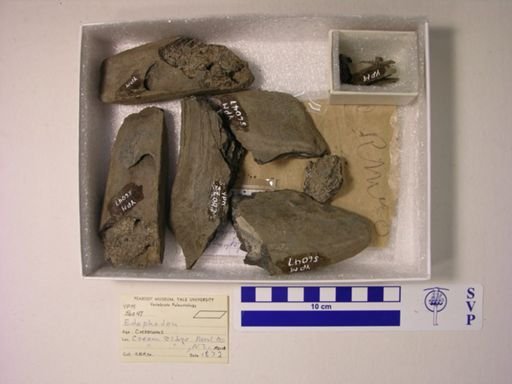Edaphodon sp.