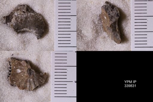 Scaphites whitfieldi