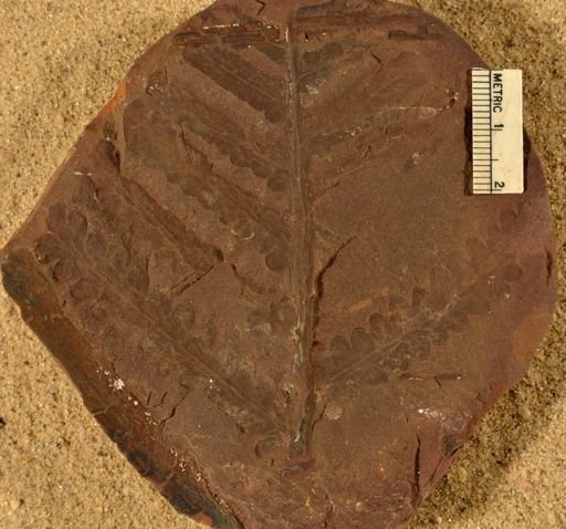 Pecopteris