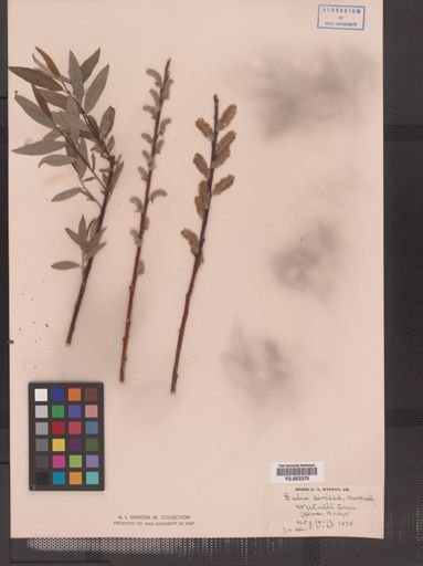 Salix sericea