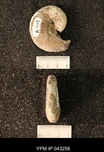 Hoploscaphites nicolletii
