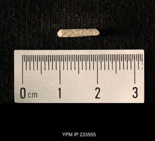 Archaeocidaris sp.