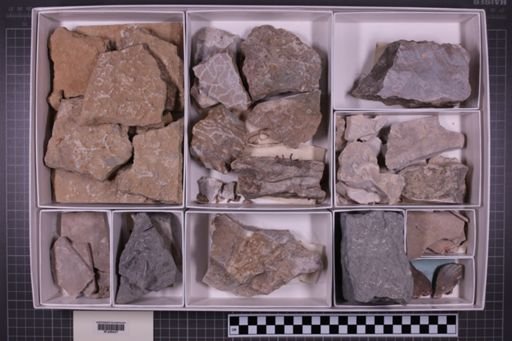 mixed taxa, stratigraphic collection