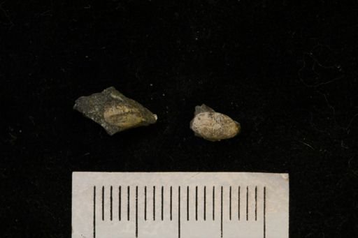 Cylichna sp.