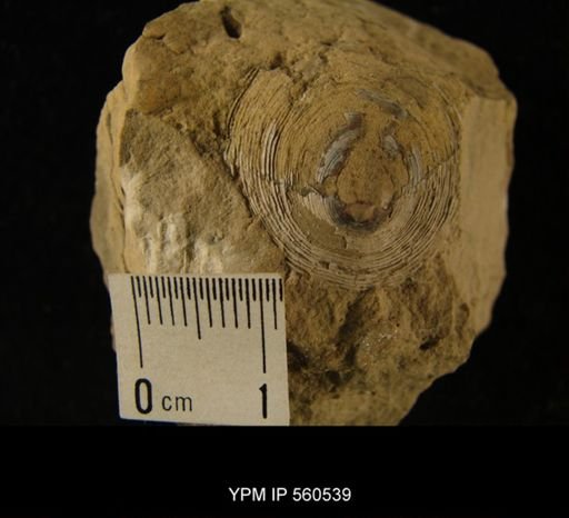 Orbiculoidea sp.