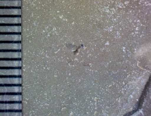 Hymenoptera?